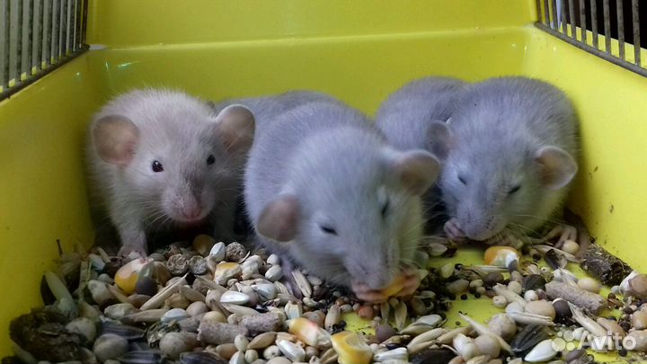 Крысята Дамбо. Крысы голубые и светло-бежевые