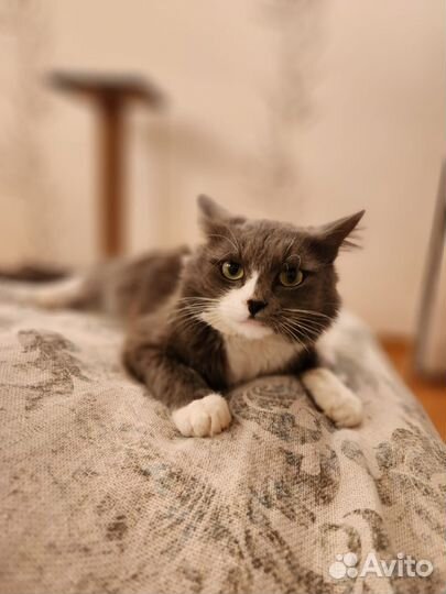 Кот в добрые руки