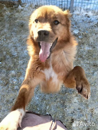 Ищет дом рыжее чудо