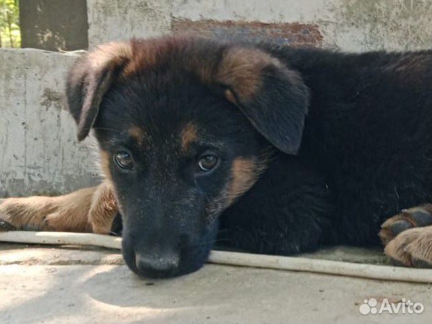 Чистокровные щенки овчарки
