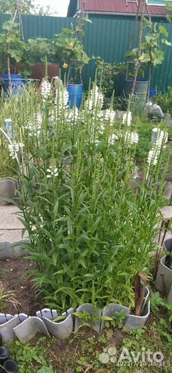 Физостегия белая