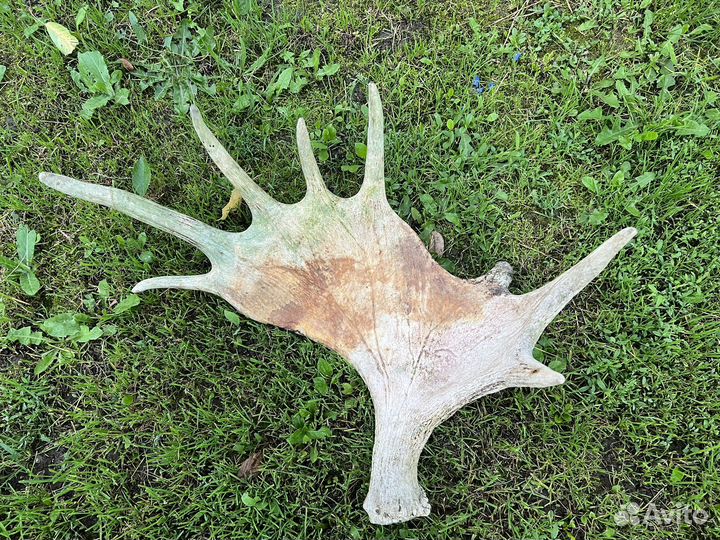 Лосиные рога