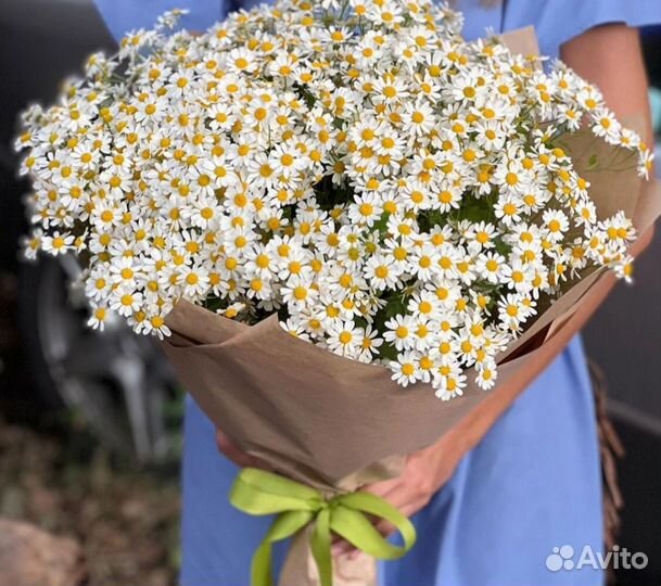 Ромашки Букет Нежный Большой Огромный Белые Цветы