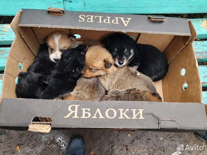 Щенки, 1,5месяца