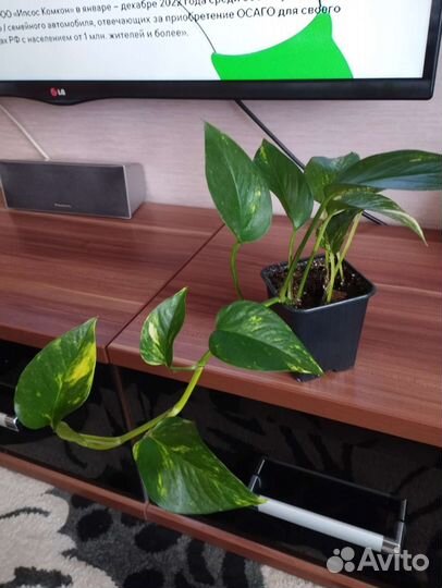 Сциндапсус