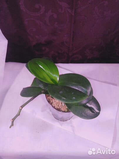 Продам комнатные растения