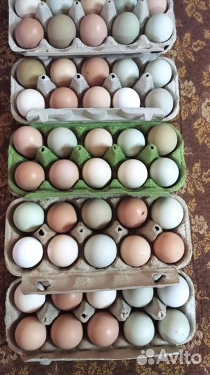 Инкубационные куриное яйцо