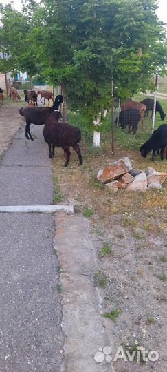 Баранчики на племя