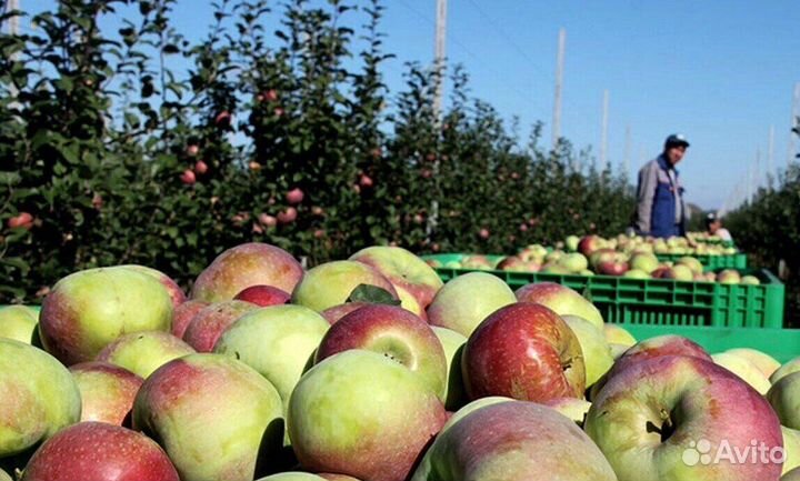 Сборка яблок