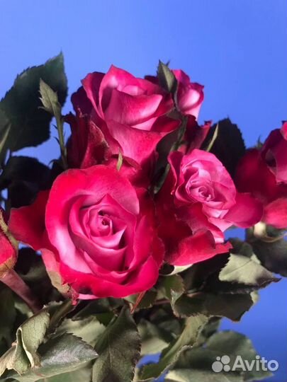 Цветы оптом розы