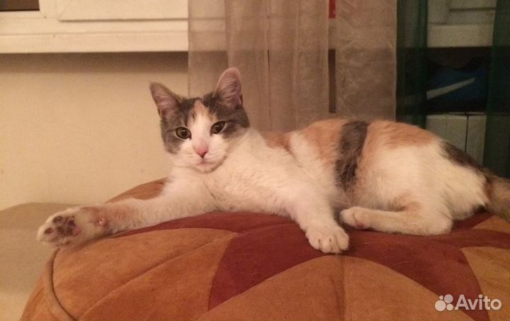 Плюшевая Бланка - игривая красотка в добрые руки