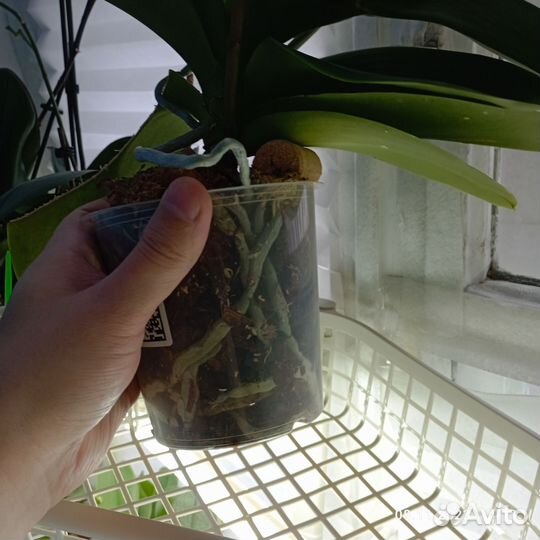 Орхидея фаленопсис Пират Пикоти