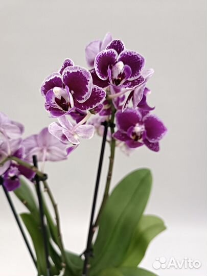 Орхидея фаленопсис мультифлора