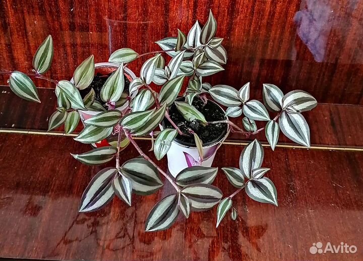 Зебрина. Традесканция