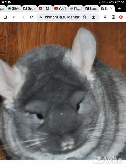 Шиншилла черный бархат носитель ангоры,нс,нф,6