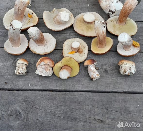 Грибы белые сушеные