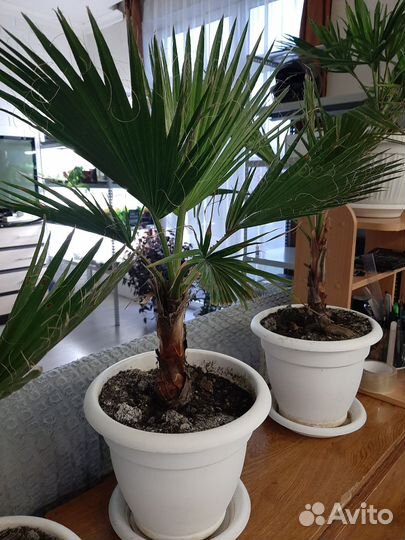 Пальма вашингтония