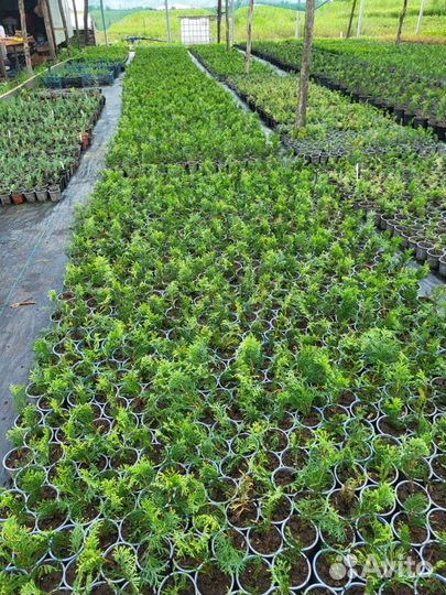 Саженцы черенки