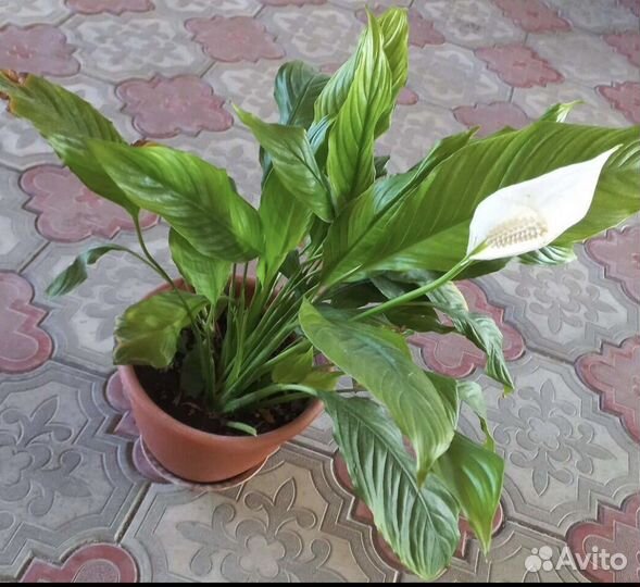 Спатифиллум в глиняном горшке
