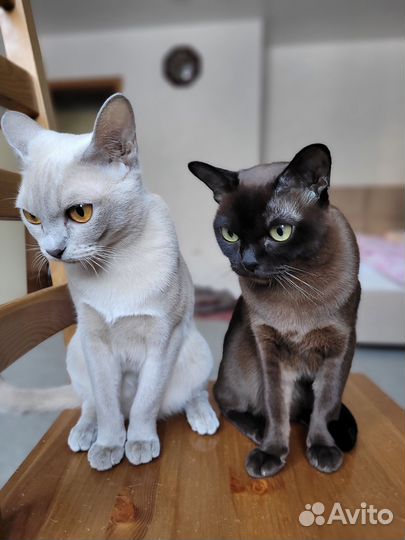 Котята европейской бурмы