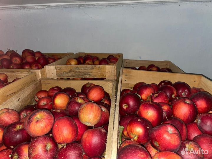 Яблоки сорт Моди