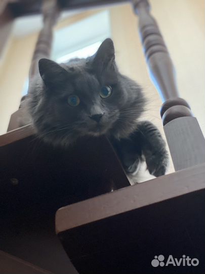 Кошка в добрые руки