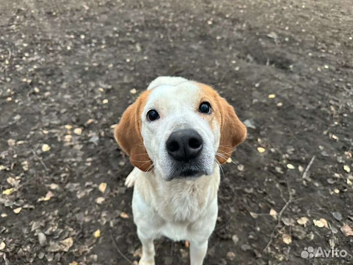 Добрейшая собака из приюта ищет семью