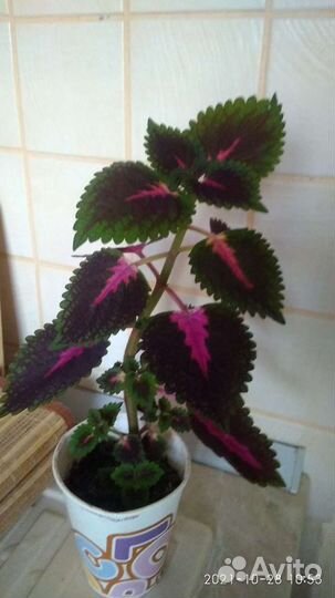 Комнатные растения