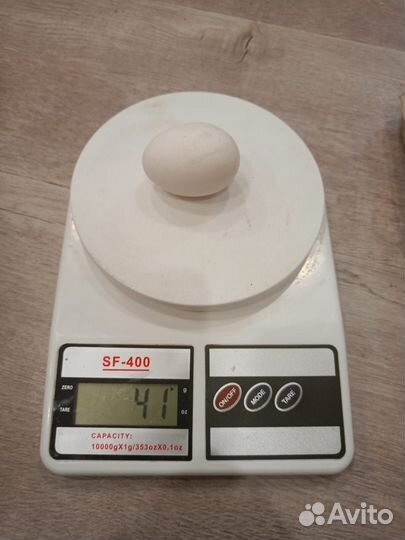 Яйцо домашнее