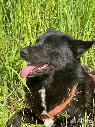 Настоящий Мишка из приюта