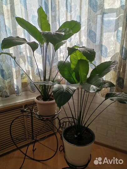 Спатифиллум - комнатное растение высотой 110 см