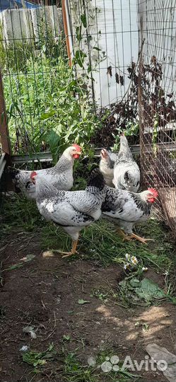 Молодые петухи, очень красивые