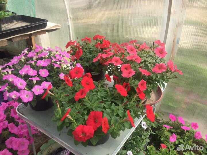 Петуния ампельная серии Лагуна,Опера, Тайдал