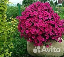 Петуния ампельная рассада