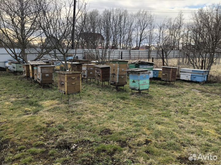 Пчеволодные ульи