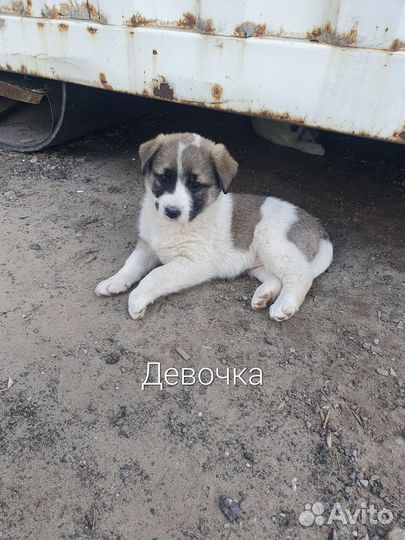 Щенки в хорошие руки