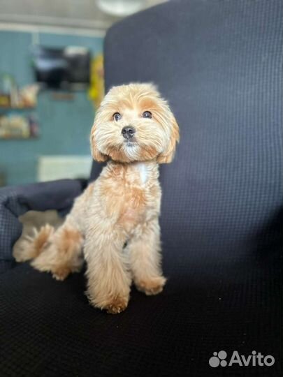 Мальчик мальтипу ф1