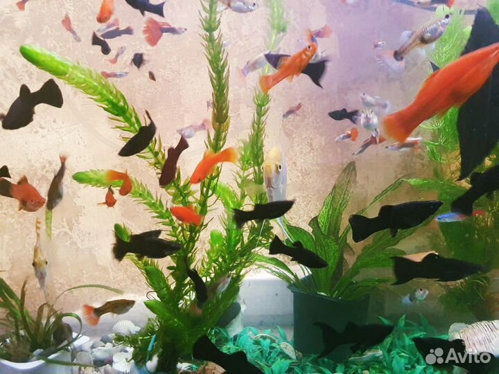 Рыбки Гуппи Меченосцы Моллинезии Сомики