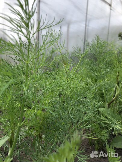 Укроп свежий