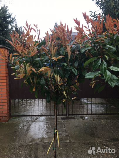 Фотиния на штамбе