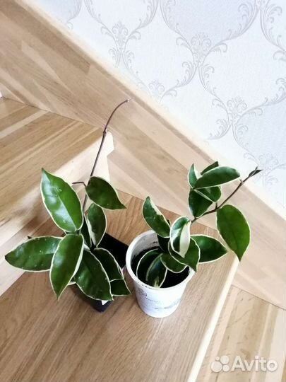 Хойя кримсон квин