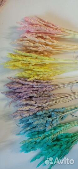 Сухоцветы злаки травы для флористики