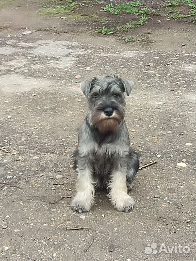 Цвергшнауцер, мальчик