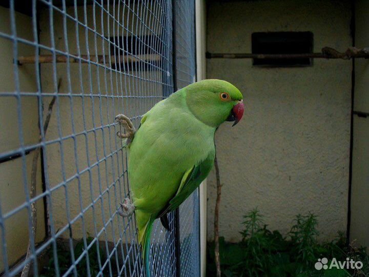 Ожереловый попугай