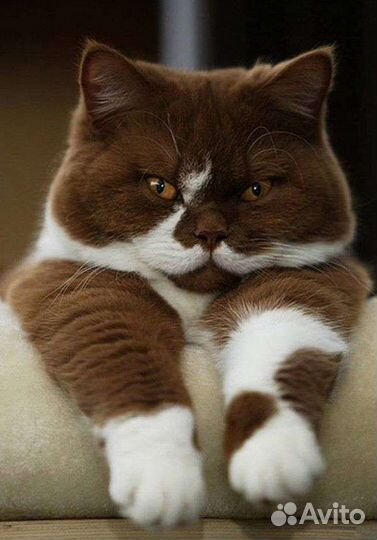 Передержка кошек на время отпуска