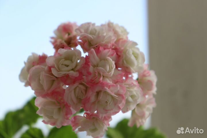 Пеларгонии сортовые. Апрельский снег