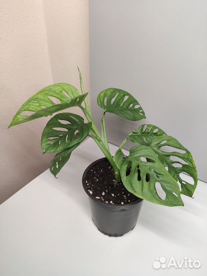 Монстера манки маск