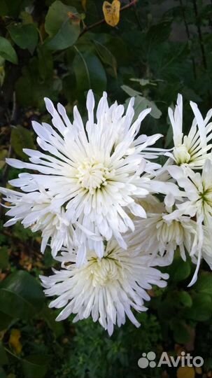 Хризантема