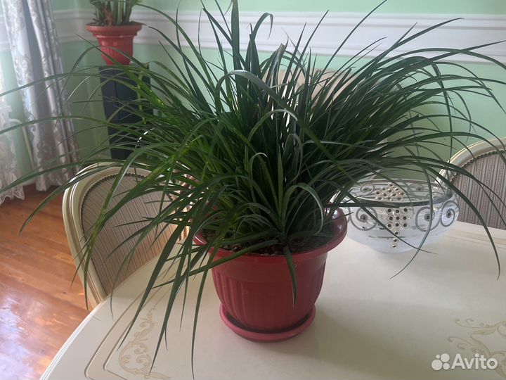 Хлорофитум