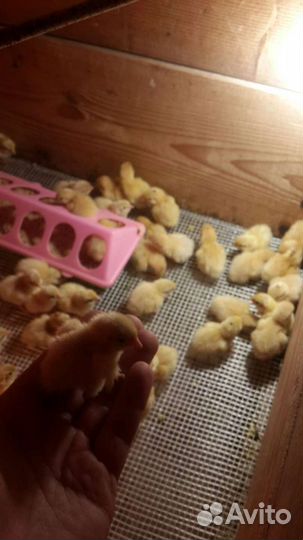 Перепела суточные и подрощенные